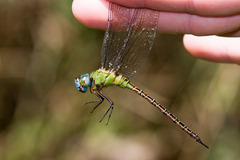 Coryphaeschna adnexa