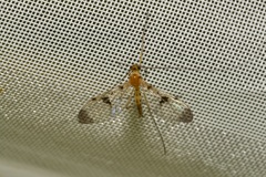 Macrocera phalerata