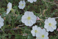 Oenothera engelmannii