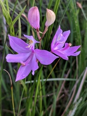 Calopogon tuberosus tuberosus