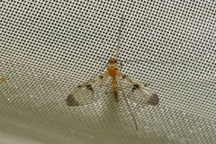 Macrocera phalerata