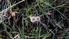 Erigeron borealis