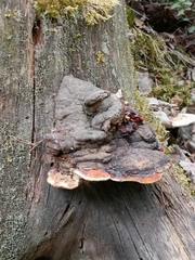 Fomitopsis pinicola