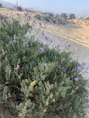 Cristaria glaucophylla