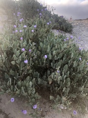 Cristaria glaucophylla