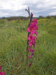 Gladiolus communis
