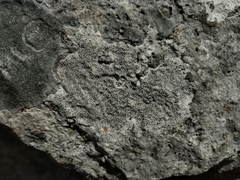 Bagliettoa parmigera