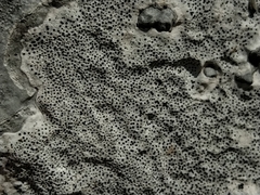 Bagliettoa parmigera