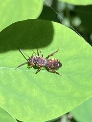Nomada marshamella