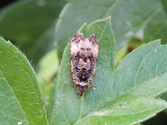 Endothenia gentianaeana