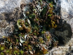 Solorina saccata