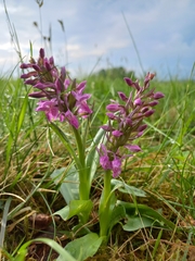 Dactylorhiza sambucina