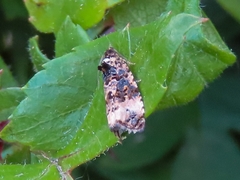 Endothenia gentianaeana