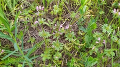 Lamium amplexicaule orientale