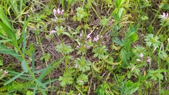 Lamium amplexicaule orientale
