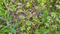 Lamium amplexicaule orientale