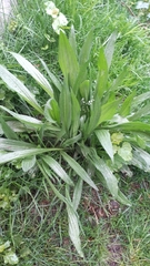 Plantago lanceolata