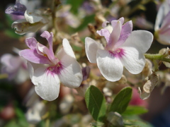 Pterodon emarginatus