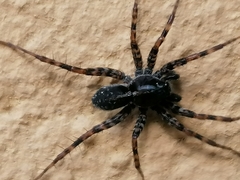 Textrix denticulata