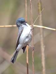 Blue-Gray Gnatcatcher photo 6