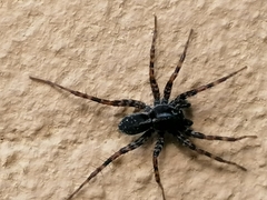 Textrix denticulata