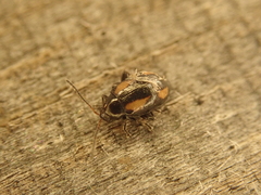 Phyllotreta tetrastigma