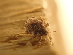 Rhinoncus bruchoides