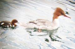 Mergus merganser