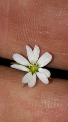 Stellaria palustris
