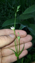Stellaria palustris