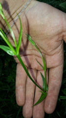 Stellaria palustris