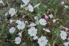 Oenothera engelmannii