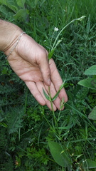 Stellaria palustris
