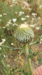 Cirsium engelmannii
