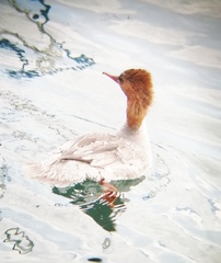 Mergus merganser