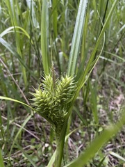Carex lupuliformis