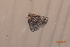 Metalectra richardsi