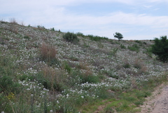 Oenothera engelmannii