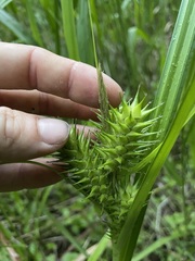 Carex lupuliformis