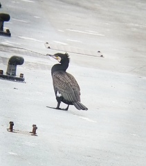 Phalacrocorax carbo
