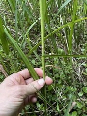 Carex lupuliformis