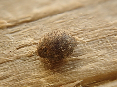 Curimopsis