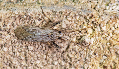 Phytocoris ventralis