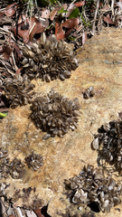 Mytilopsis leucophaeata