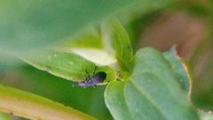 Pseudostenapion simum