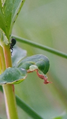 Pseudostenapion simum