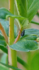 Pseudostenapion simum