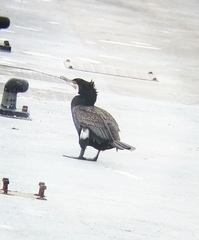 Phalacrocorax carbo
