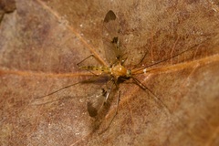 Macrocera phalerata