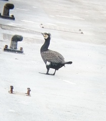 Phalacrocorax carbo